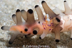 A nice emperor shrimp getting a lift by a Volva volva by Fabrizio Torsani 